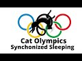 Cat Olympics - Synchronized Sleeping