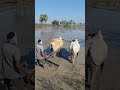 అన్నదాత 🌾👳😍 farming raithu farmingvideos agriculture cow bull trending shorts farmingvideos