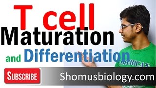 T cell maturation and differentiation - thymic selection | T cell development 2