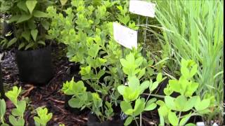 Visiting my Favorite Native Plant Nursery