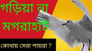 গড়িয়া বিখ্যাত পায়রা হাট ৷ Garia Pigeon Market at Kolkata l@drvivekbindra@ujjalpatni@coachbsr