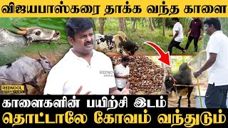 காளைக்காக Special Swimming Pool.. ஜல்லிக்கட்டு பயிற்சி இடம்.. Ex-Minister Vijayabaskar காளை பண்ணை