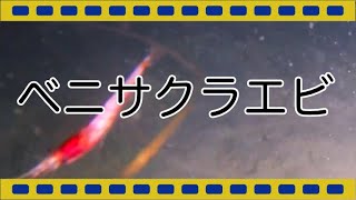 【駿河湾深海生物映像図鑑】ベニサクラエビ