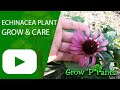 Echinacea plant – grow & care (Beautiful flowers Coneflower)