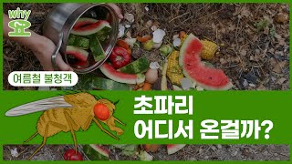 [Why요?] 여름철 불청객 초파리, 도대체 어디서 온 걸까? / 연합뉴스 (Yonhapnews)