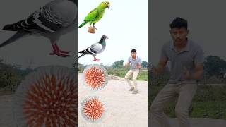 Rounding kadamba flowers to Duck, Peacock, Pigeon \u0026 Parrot - Birds names magic video