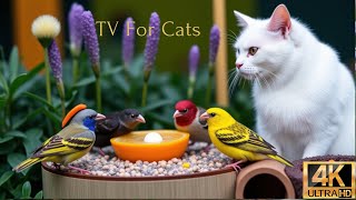 Ultimate Nature Video for Cats😺 Birds & Squirrels 🐦 Perfect Videos for Cats in Stunning 4K HDR