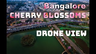 Cherry Blossoms in Bangalore | Aerial Footage | Drone