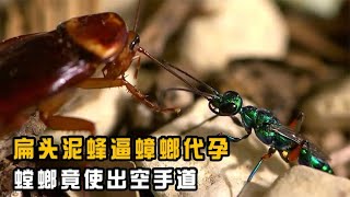 “摄魂怪”扁头泥蜂逼蟑螂代孕，蟑螂不甘成为傀儡，竟使出空手道