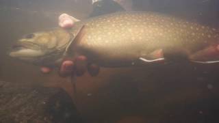 Catch and Release World Class Brook Trout, Crooks Lake Lodge Labrador