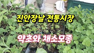 진안고원 장날/몸에좋은 약초/각종 채소모종/당귀/산마늘/눈게승마/오리알