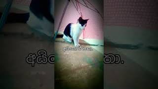 අයියෝ ඒ සතා ☠️☠️,,#catshorts #cat #catvideos #catshorts #catlover #subscribe #viral #comment