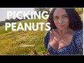 From field to plate: how to pick peanuts and make honey roasted peanuts