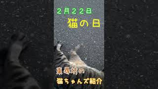 東尋坊で会えた猫ちゃんズ紹介！ #猫の日