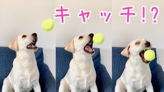 みみ、ボールキャッチに挑戦【ラブラドール子犬】Labrador Mimi's catch challenge #60