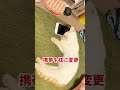 意地でも枕で眠る子猫のムイ君🐑💤 shorts