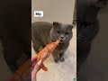 This cat has gone vegan 🤣😅 || must watch || my cat vs. other cat || #cat #funny #tiktok #shorts