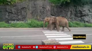 നെല്ലിയാമ്പതിയിൽ ആനകുഞ്ഞുമായി പോകുന്ന ആനകളെ കാണാൻ നിരവധി പേര്‍