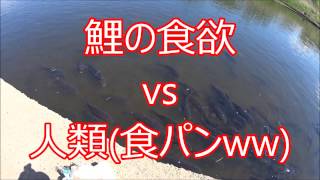 鯉の食欲 vs 人類の食パン