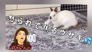 【悪い事をして怒られるウサギ】