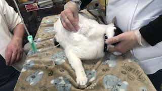 ②日本猫のチータちゃんの治療、輸液、点眼点鼻、光線照射療法、注射、爪切りパッド毛刈り、肛門腺絞り、インターベリー口腔内滴下、デンタルケア、保湿ティーツリーオイルスプレー、ブラッシング