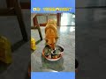 狗狗自己换新碗dogs change their own bowls