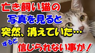 虹の橋を渡ってしまった飼い猫の写真の側で眠りについたりじっと見つめたりしていたがある日、アルバムからうちの猫が消えていた・・すると信じられない衝撃なことが起こり・・【猫の不思議な話・朗読】