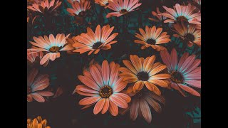 Relaxing Music is pleasing, joyful, calming, wonderful and stress Relief Birds Singing Music