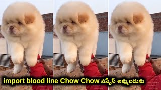 top quality Chow Chow puppies for sale in telugu/63056 27184/aj pets