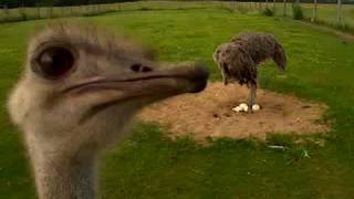 Uudishimulik jaanalind / Ostrich trying to eat the camera