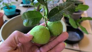 Kaffir lime tree with 2 different types of fruit!!??