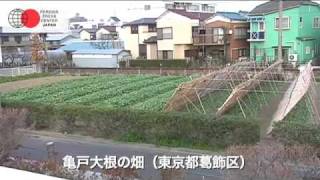 東京の農業プレスツアー「再び注目される江戸野菜：亀戸大根」