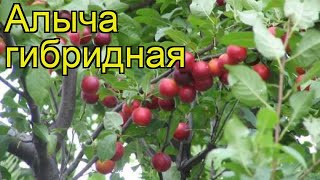 Алыча гибридная. Краткий обзор, описание характеристик, где купить саженцы prunus cerasifera