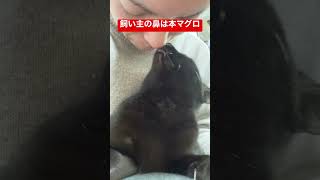 そんなにおいしい？猫#shorts #反応集 #ねこ