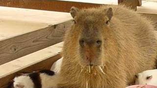 カピバラがモルモットの寝床に乱入！(Capybara break into guinea pig's nest! and...)