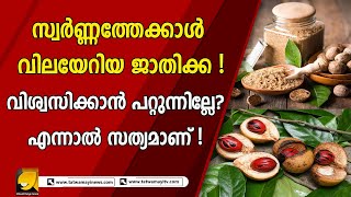 തന്ത്രശാലികളായ അറബികൾ ഈ വിലയേറിയ സുഗന്ധവ്യഞ്ജനത്തിന്റെ സ്ഥാനം രഹസ്യമായി സൂക്ഷിച്ചു | nutmeg fruit