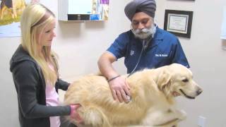 Dewitt Park Animal Hospital