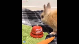 토끼가 벨을 누르면 하늘에서 당근이 떨어져요 When a rabbit presses the bell, a carrot falls from the sky