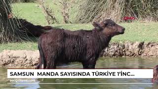 SAMSUN  manda sayısında Türkiye 1’incisi