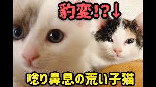 【子猫】豹変⁉︎唸り鼻息の荒い子猫　Sudden change！Kittens