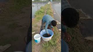 Shrimp Full Stress Me He #arvindjayantivlogs2023#shorts#viral video