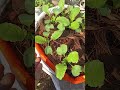 9 days update of radish radish 9th day of radish shorts youtubeshorts organicveggies