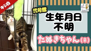 里親様決まりました！キジ白猫の保護猫『たぬき』ちゃん（仮）をご紹介☆ふわふわお毛毛のカワイイ系☆ #Shorts