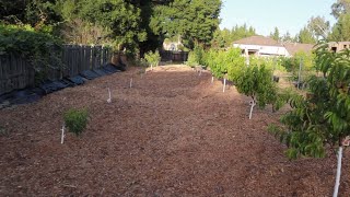 Backyard to Farm and Garden Transformation 15 Weed Free Orchard