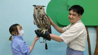 シベリアワシミミズクと扶桑町笑夢アート作家ひろピー