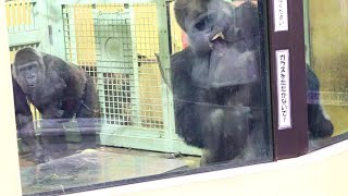 A mother gorilla who can't let go of her child. Worried about Kintaro. Date taken: 202412.8