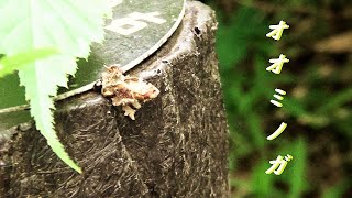 自然教育園 - 7月のいろいろな昆虫