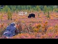 TOP 50 HUNTS. Bears, woald boars, mooses, roe deers, deers. Hunting in Russia Compilation