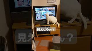 テレビに釘付け　 #猫 #cat #白猫 #猫のいる暮らし #青くん #猫動画 #テレビを見る猫