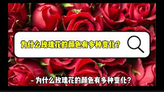 为什么玫瑰花的颜色有多种变化？【植物篇】十万个为什么